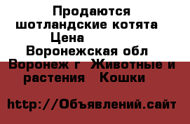 Продаются шотландские котята › Цена ­ 2 000 - Воронежская обл., Воронеж г. Животные и растения » Кошки   